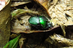 Oxysternon conspicillatum