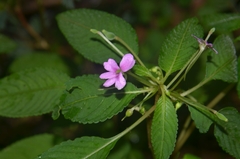 Impatiens dasysperma