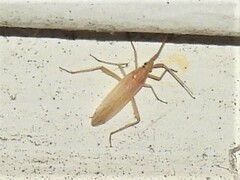 Stenodema trispinosum
