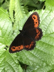 Erebia ligea