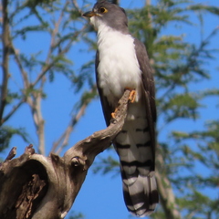 Pachycoccyx audeberti