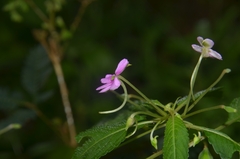 Impatiens dasysperma