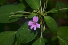 Impatiens dasysperma