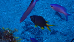 Chromis xanthura