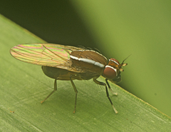 Poecilohetaerus pinnatus