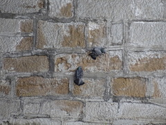 Columba livia domestica
