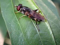 Chalcosyrphus metallicus