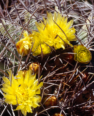 Ferocactus echidne echidne