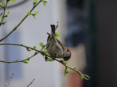 Passer domesticus