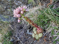 Sempervivum vicentei