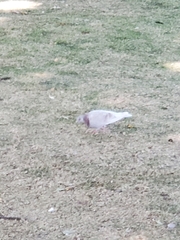 Columba livia domestica