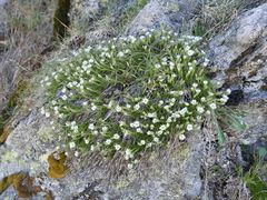 Minuartia recurva