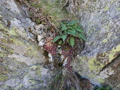 Sempervivum vicentei