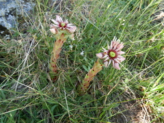 Sempervivum vicentei