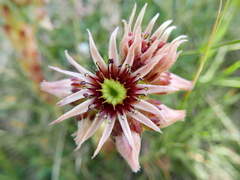 Sempervivum vicentei