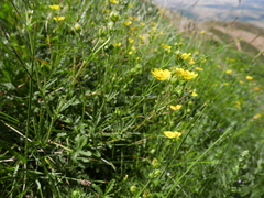 Potentilla pyrenaica