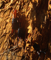 Forficula senegalensis