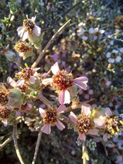 Eriocephalus spinescens