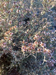 Eriocephalus spinescens