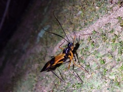 Hiranetis