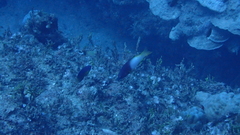 Bodianus axillaris