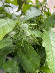 Dorstenia yambuyaensis