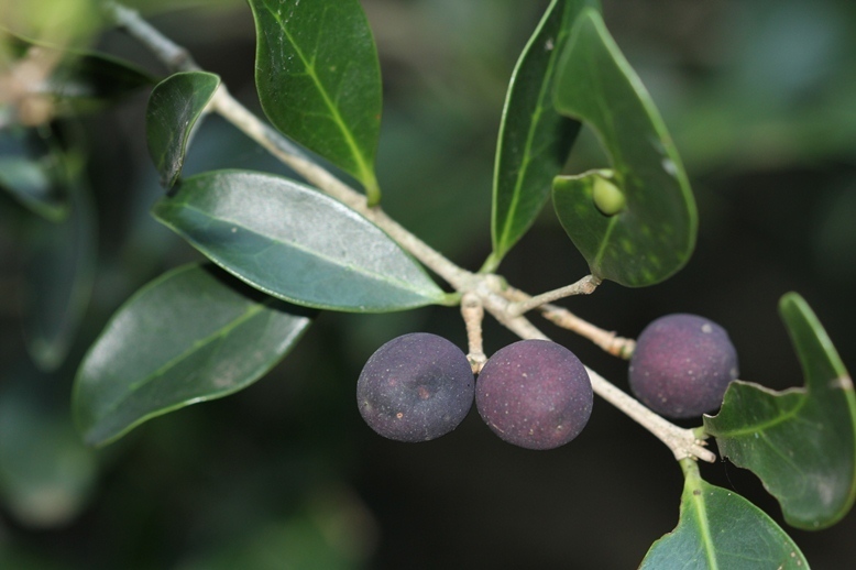 Pock-ironwood (Entabeni: Naturally Occuring Species - Forest) · iNaturalist