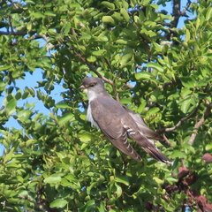 Pachycoccyx audeberti