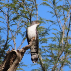 Pachycoccyx audeberti