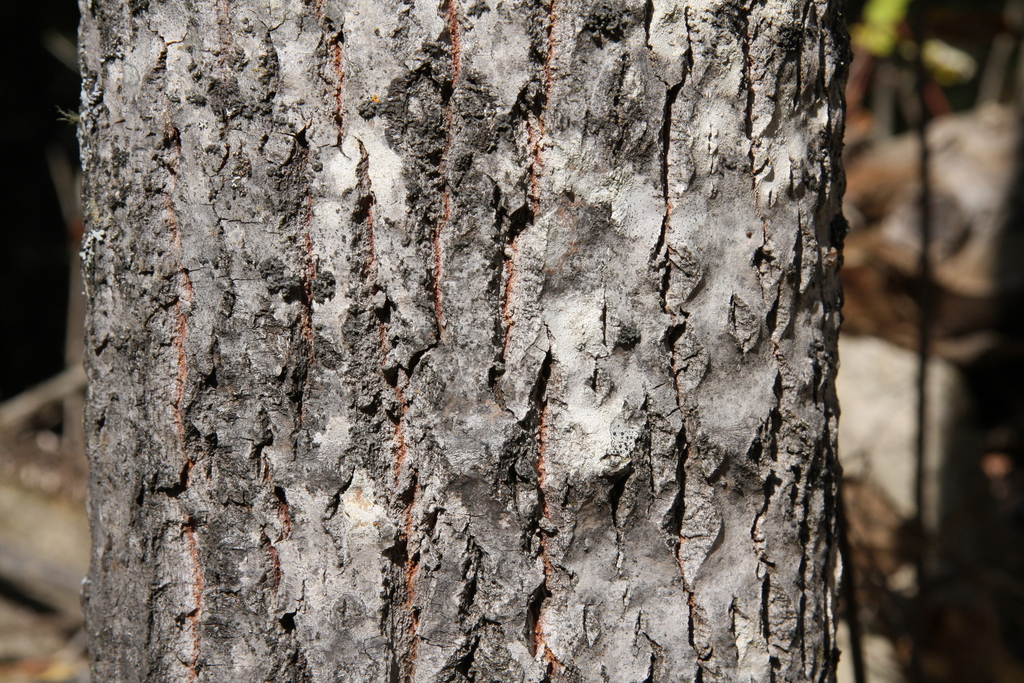 Largetooth Aspen Trees Of Manitoba Inaturalist