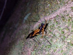 Hiranetis