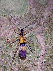 Hiranetis