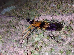 Hiranetis