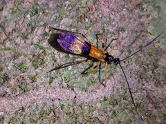 Hiranetis