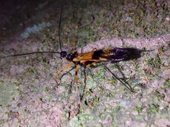 Hiranetis