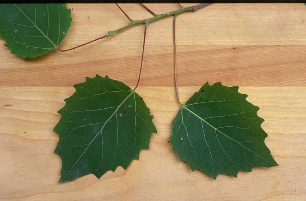 Largetooth Aspen Trees Of Manitoba · Inaturalist