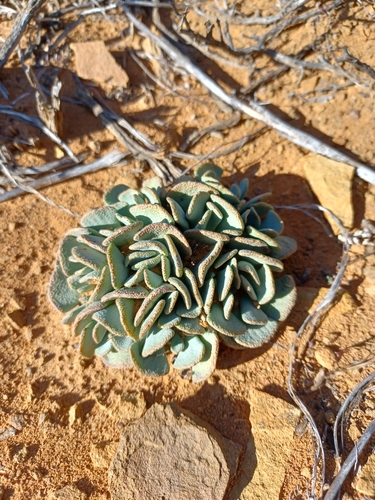 Aloinopsis spathulata