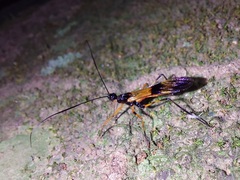 Hiranetis