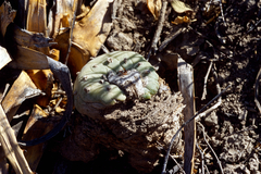 Lophophora diffusa