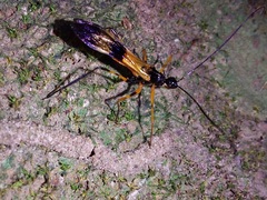 Hiranetis