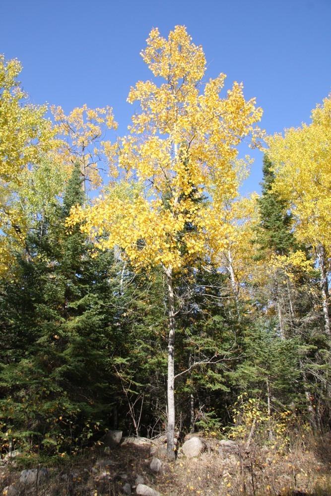 Largetooth Aspen (Trees of Manitoba) · iNaturalist