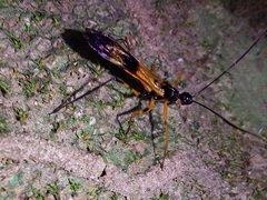 Hiranetis