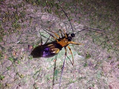 Hiranetis