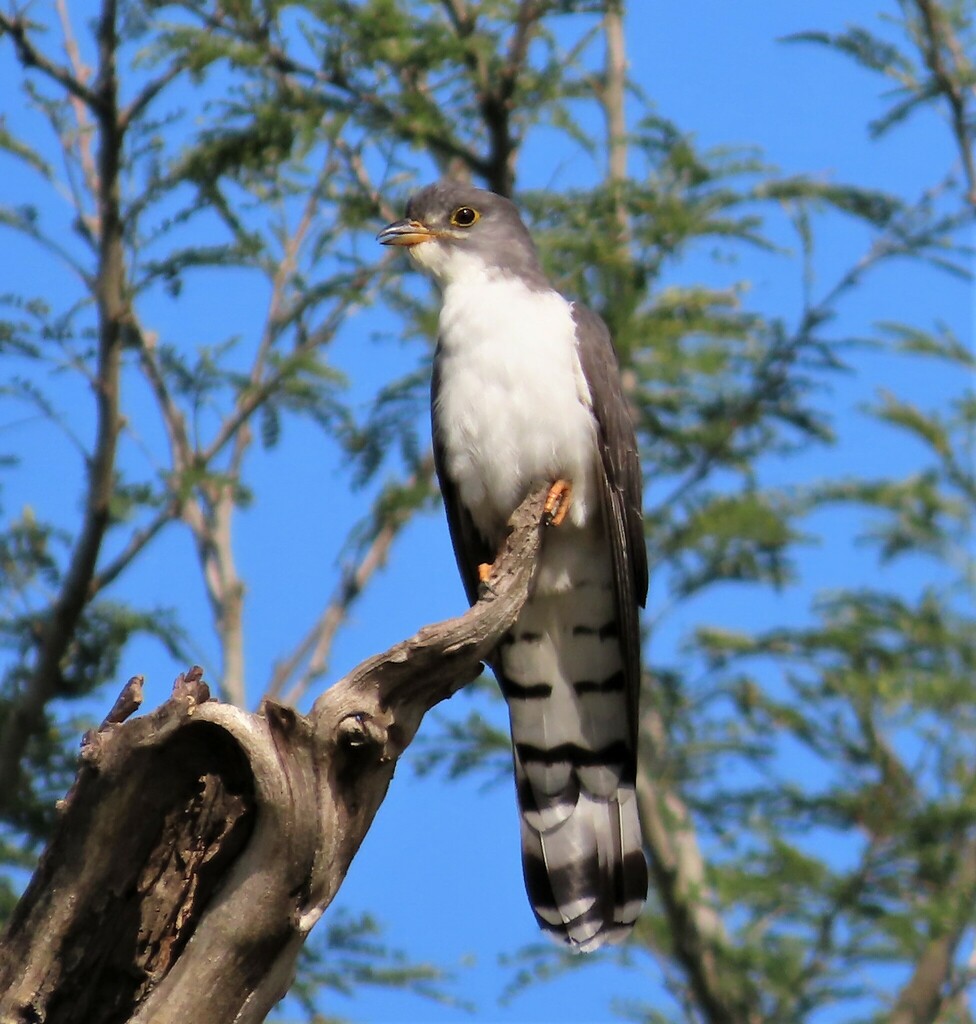 Thick-billed Cuckoo photo