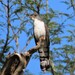 Thick-billed Cuckoo - Photo (c) Phil White, some rights reserved (CC BY-NC), uploaded by Phil White
