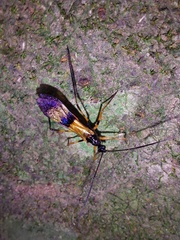 Hiranetis