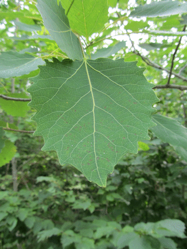 Largetooth Aspen (Trees of Manitoba) · iNaturalist