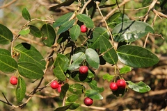 Mystroxylon aethiopicum