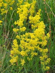 Galium verum