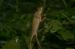 Calotes nemoricola